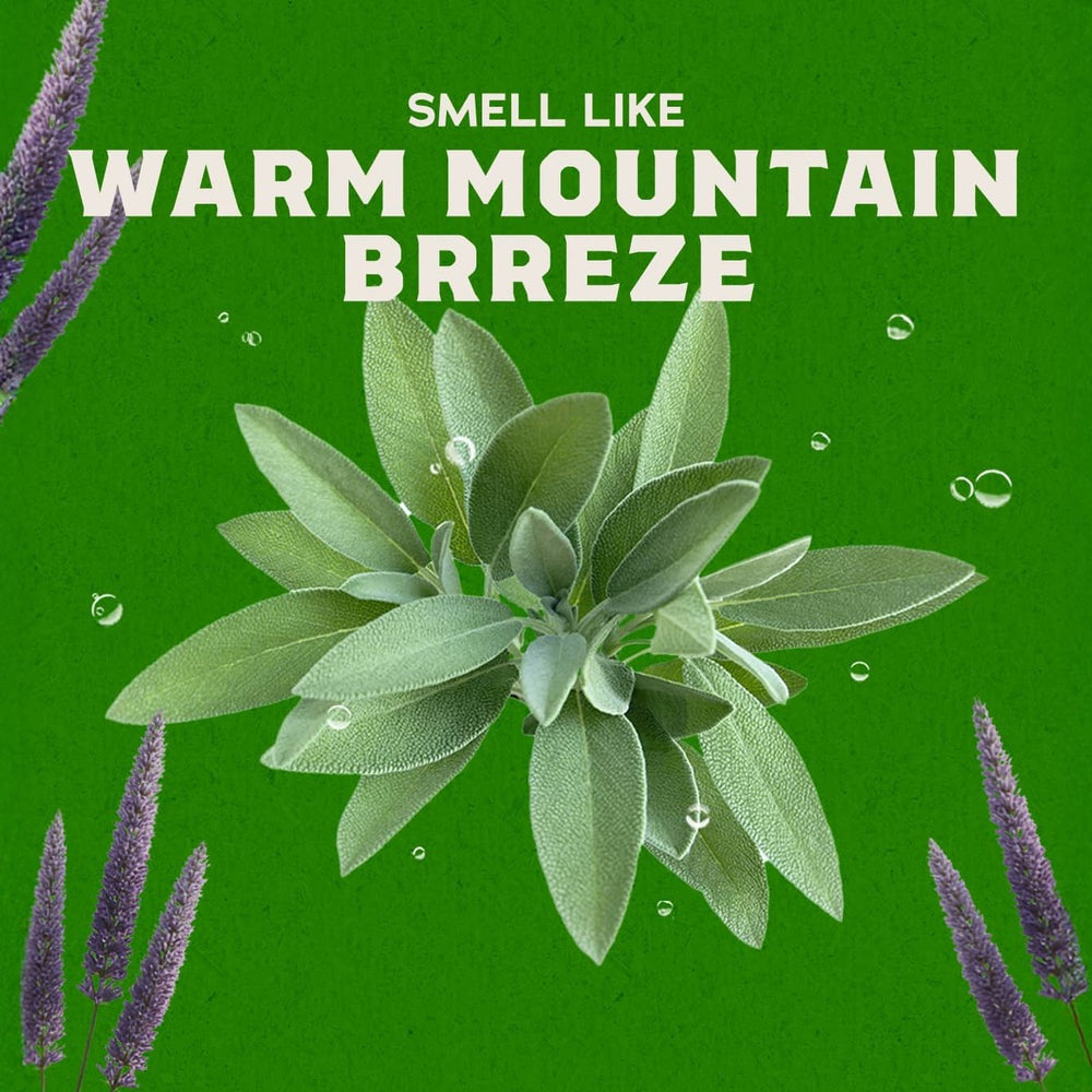 Alpine Sage